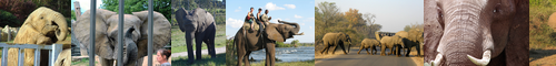[African elephant] アフリカ象, アフリカぞう