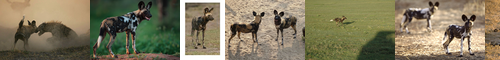 [African hunting dog] リカオン