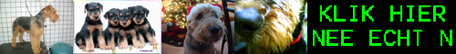 [Airedale] 