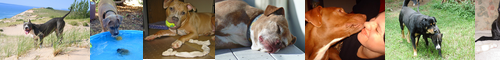 [American Staffordshire terrier] アメリカン・スタッフォードシャー・テリア, アメリカン・ピット・ブル・テリア