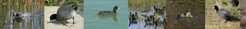 [American coot] アメリカオオバン