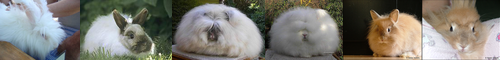 [Angora] アンゴラ