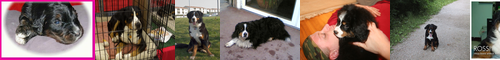[Bernese mountain dog] バーニーズ・マウンテン・ドッグ