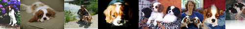 [Blenheim spaniel] ブレナムスパニエル