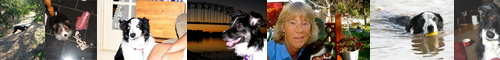 [Border collie] ボーダー・コリー