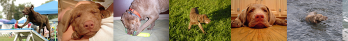 [Chesapeake Bay retriever] チェサピーク・ベイ・レトリーバー