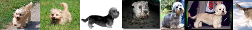 [Dandie]  / [Dinmont] 