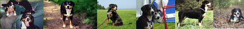 [EntleBucher] 