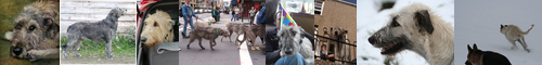 [Irish wolfhound] アイリッシュウルフハウンド