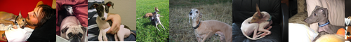 [Italian greyhound] イタリアン・グレイハウンド, イタリアン・グレーハウンド