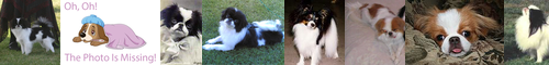 [Japanese spaniel] 狆, ちん