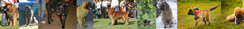[Leonberg] 