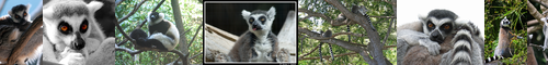 [Madagascar] マダガスカル, Madagasukaru, マダカスカル共和国 / [cat] 猫, ネコ, ねこ