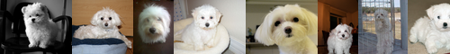 [Maltese dog] マルチーズ