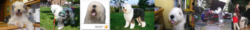 [Old English sheepdog] オールドイングリッシュシープドッグ, ボブテール