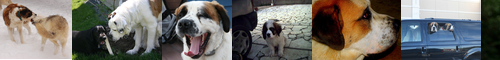 [Saint Bernard] セントバーナード, サンベルナール峠, セント・バーナード