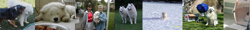 [Samoyed] サモエド