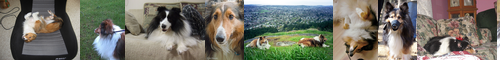 [Shetland sheepdog] シェットランド・シープドッグ