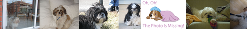 [Shih-Tzu] シーズー