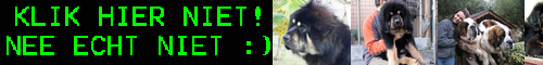 [Tibetan mastiff] チベタンマスチフ