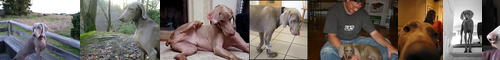 [Weimaraner] 