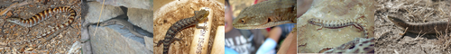 [alligator] ワニ, わに, アリゲーター / [lizard] トカゲ, 蜥蜴, リザード