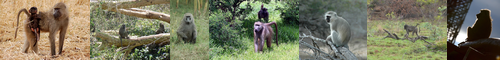 [baboon] 狒々, ヒヒ, 狒狒, ひひ, hihi
