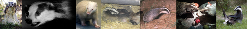 [badger] アナグマ, 穴熊, ムジナ, 狢, 貉, 貛, せがむ, アナグマ亜科, あなぐま, 悩ます, mujina, いびる, むじな, 甚振る, 苛める