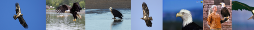 [bald eagle] 白頭鷲, ハクトウワシ, はくとうわし, アメリカンイーグル