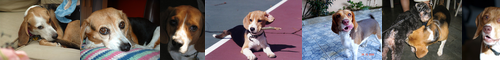 [beagle] ビーグル