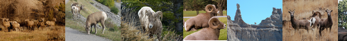 [bighorn] 