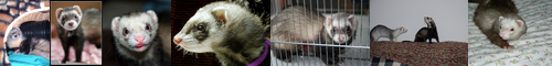 [black-footed]  / [ferret] フェレット, 白鼬, 探り出す