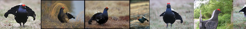 [black grouse] クロライチョウ, 黒雷鳥, くろらいちょう