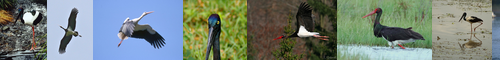 [black stork] ナベコウ