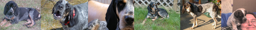 [bluetick] 