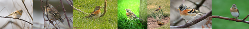 [brambling] アトリ, 花鶏, 獦子鳥, あとり