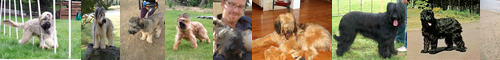 [briard] 