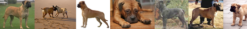 [bull] 雄牛, 牡牛, 種牛 / [mastiff] マスチフ, マスティフ
