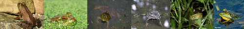 [bullfrog] 牛蛙, ウシガエル, うしがえる
