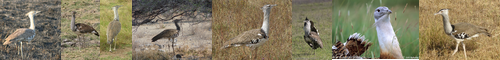 [bustard] 野雁, ノガン科, のがん, ノガン, 鴇