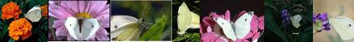 [cabbage butterfly] 紋白蝶