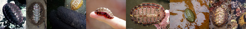 [chiton] ヒザラガイ, キトン, 火皿貝, 爺が背, 石鼈, 膝皿貝, 多板綱, 𒀭キトン, じいがせ, ひざらがい