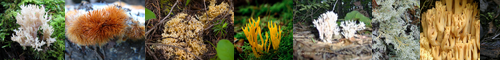 [coral] 珊瑚, サンゴ, 珊瑚色 / [fungus] 菌類, 真菌, きのこ