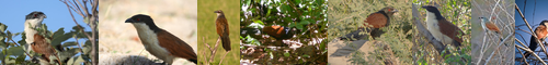 [coucal] 