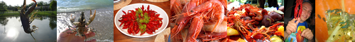 [crayfish] ザリガニ, 蝲蛄, エビガニ, 海老蟹, 蝦蟹, 海老, 蛯, 鰕, えびがに, ザリガニの類, &, ざりがに, 淡水産ザリガニ, 蝦, zarigani