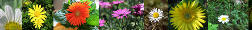 [daisy] 雛菊, ヒナギク, ひな菊, デージー, ヒメジオン, ヒメジョオン, 延命菊, dējī, 火無菊, ひなぎく, ひめじおん, ひめじょおん, デイジー, 菊