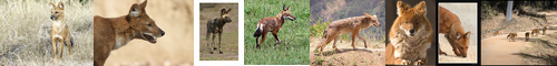 [dhole] ドール