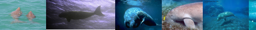 [dugong] ジュゴン, 儒艮, 儒良, じゅごん