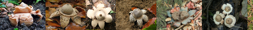 [earthstar] ツチグリ