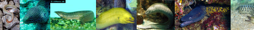 [eel] 鰻, ウナギ, うなぎ, unagi, ウナギ目, ヤツメウナギ, 穴子, 鱓